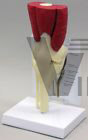 Knee Joint Muscled ProMed Model